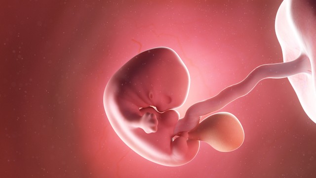 Ilustrasi bayi di dalam kandungan pada trimester pertama. Foto: Shutter Stock