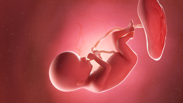 Ilustrasi bayi di dalam kandungan pada trimester kedua kehamilan. Foto: Shutter Stock