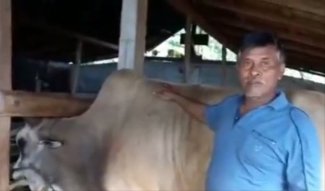 Viral video kocak seekor sapi tampar tuannya saat akan memberitahu berat badannya. (Foto: Instagram/@makassar_iinfo