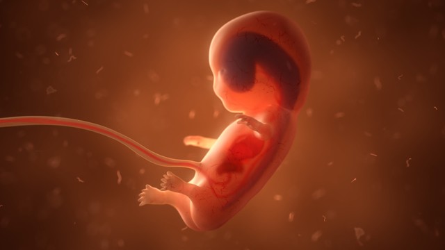 Ilustrasi perkembangan bayi dalam kandungan. Foto: Shutter Stock