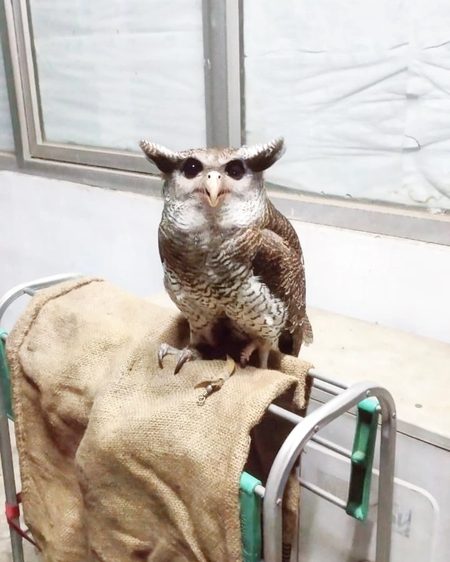 Burung Hantu Nyangkut di Genting Rumah di Pondok Pinang, Damkar Turun Tangan (167268)