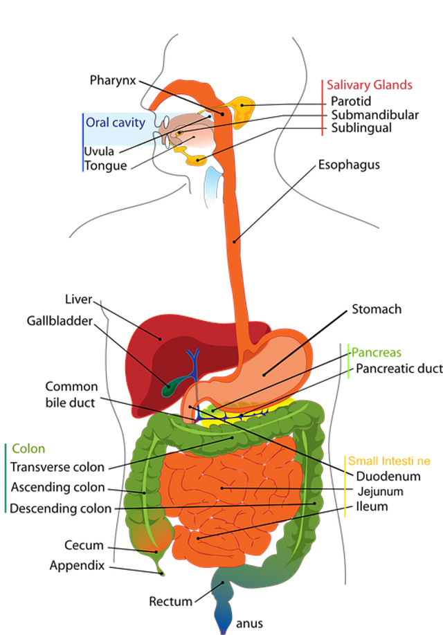 Organ dihasilkan enzim renin oleh Enzim Pencernaan