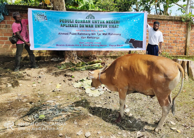 AFKN Tebar 8 ekor sapi kurban di Raja Ampat, Kota Sorong dan Kabupaten Sorong, foto: Istimewa