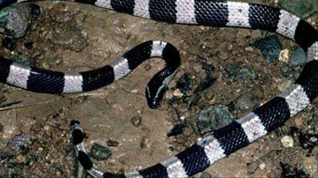 Ular weling, salah satu ular paling mematikan di Indonesia. Foto: Istimewa