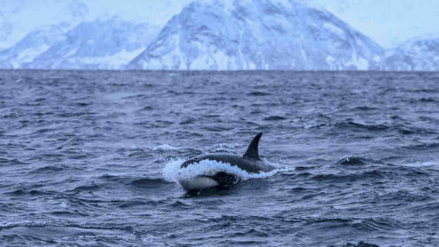 Paus orca di wilayah fjord Reisafjorden, dekat kota Tromso di utara Norwegia di Lingkaran Arktik. Foto: Olivier MORIN / AFP