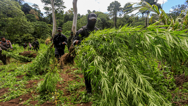 Foto: Memberantas 9 Hektar Ladang Ganja di Aceh (995934)