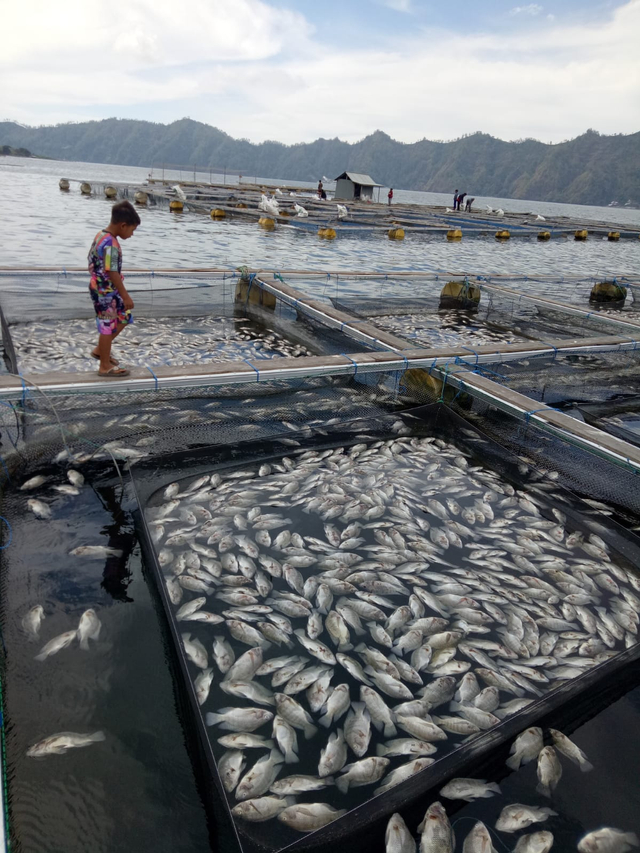 Ikan nila di jaring keramba petani di Danau Batur, Kintamani, Bangli, Bali - ISt