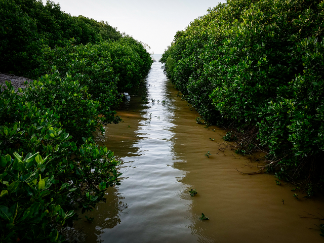 Hutan Mangrove Desa Pandansari Brebes Jawa Tengah photo by: KEHATI