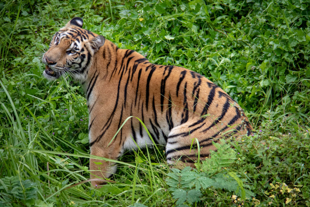 Harimau Sumatra merupakan salah satu hewan langka di Indonesia. Sumber: Flickr.com