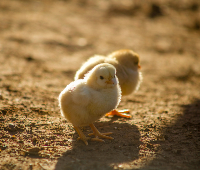 Tahapan Perkembangbiakan Ayam dan Ciri-Cirinya Lengkap (399419)