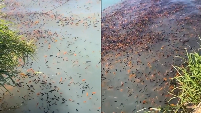 Ribuan ikan mati mengambang di Danau Batur, Bali. (Foto: @denpasar.viral/Instagram)