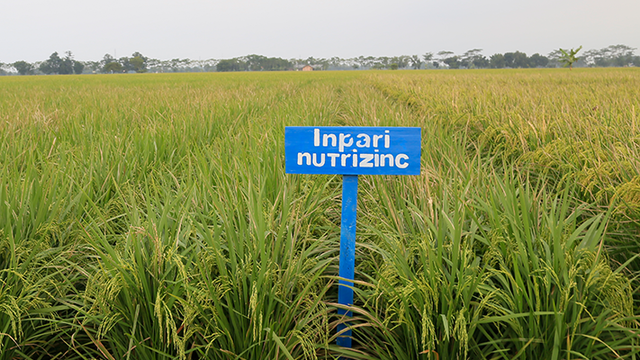 Ilustrasi padi Inpari Nutrizinc. Foto: https://bbpadi.litbang.pertanian.go.id/