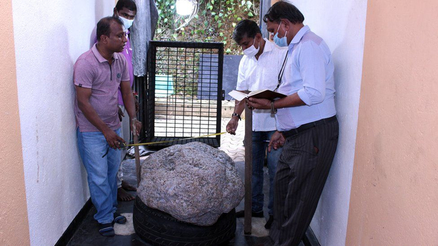 Gugusan batu safir bintang saat ditemukan kuli sedang menggali sumur di Sri Lanka. Foto: Dok. Gamage