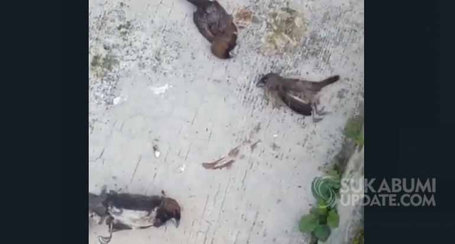 Fenomena Misterius, Burung Pipit di Sukabumi Mati Massal