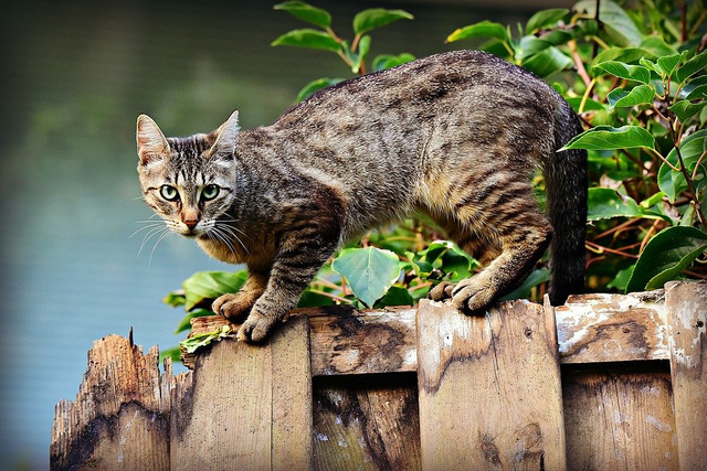 Ilustrasi Menirukan Gerak Kucing. (Foto: https://pixabay.com)