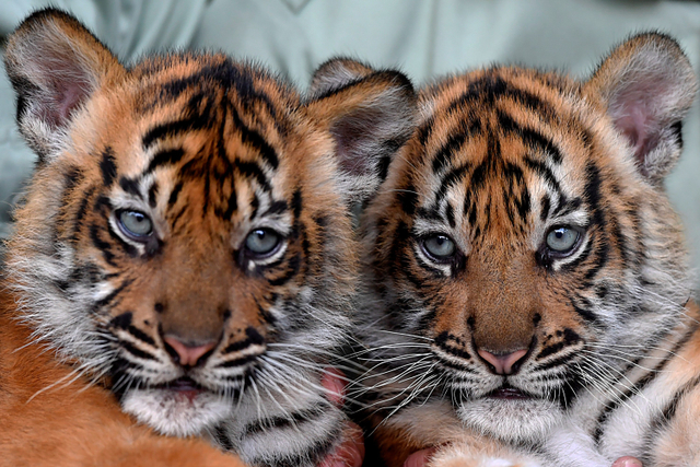 Foto: Isyana dan Aura, Koleksi Baru Harimau Sumatera di Taman Safari Prigen (47678)