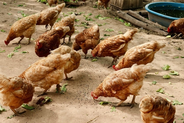 Karakteristik Tempat Hidup Ayam dan Jenis-jenisnya (1025325)