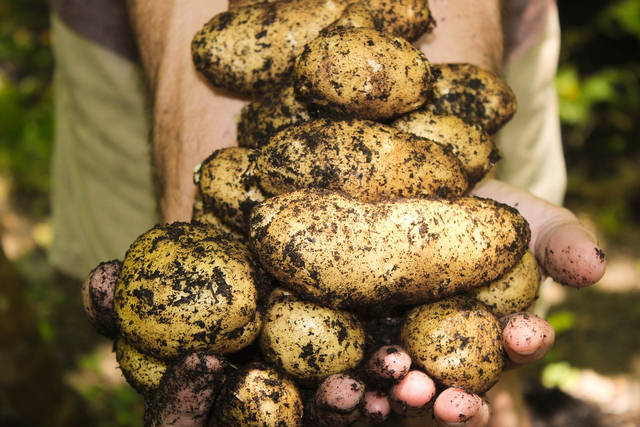 Tumbuhan kentang berkembang biak dengan cara