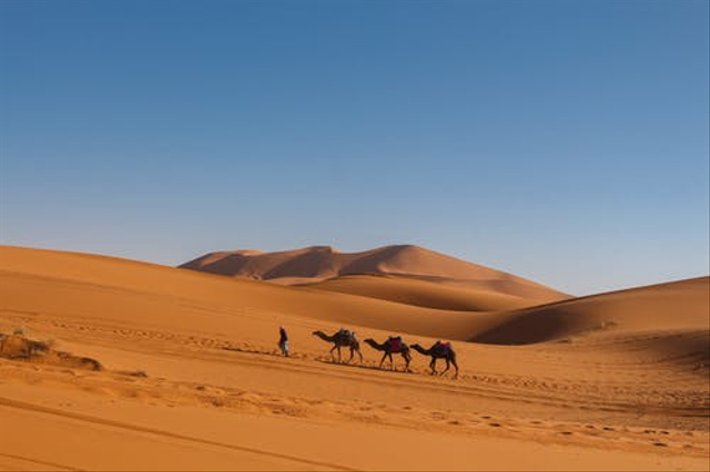 Ilustrasi sifat Umar bin Khattab dengan julukan singa padang pasir. Foto: dok. https://www.pexels.com/