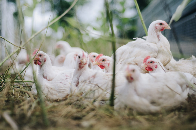 DPP Pinsar Tegaskan Dukung Kementan Jaga Keseimbangan Supply-Demand Ayam (200792)