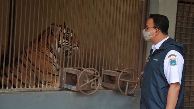 Gubernur DKI Jakarta, Anies Baswedan melihat Harimau Sumatera yang sempat terinfeksi COVID-19 di Ragunan. Foto: Pemprov DKI Jakarta