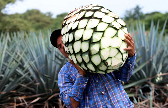 Petani di Meksiko memanen Agave, bahan baku Tequila. Foto: AFP/Ulises RUIZ