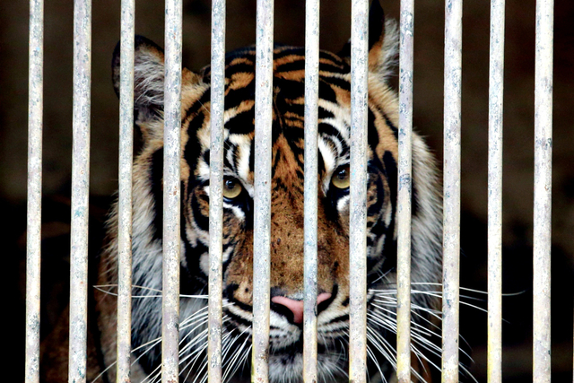 Tino, Harimau Sumatera berusia 9 tahun yang terpapar COVID-19 di Taman Margasatwa Ragunan (TMR), Jakarta, Minggu (1/8). Foto: Ajeng Dinar Ulfiana/REUTERS