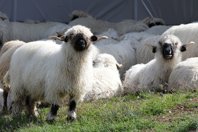 Domba Valais blacknose mirip tokoh kartun Shaun The Sheep. Foto: Piqsels