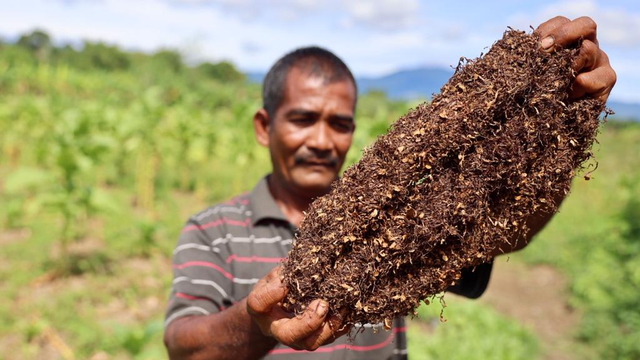 Faisal, petani tembakau di Aceh. Foto: Suparta/acehkini