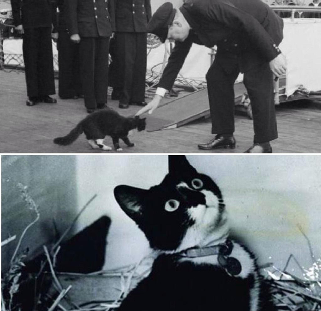 Kisah Kucing Militer Jerman dan Inggris, Selamat dari 3 Perang 