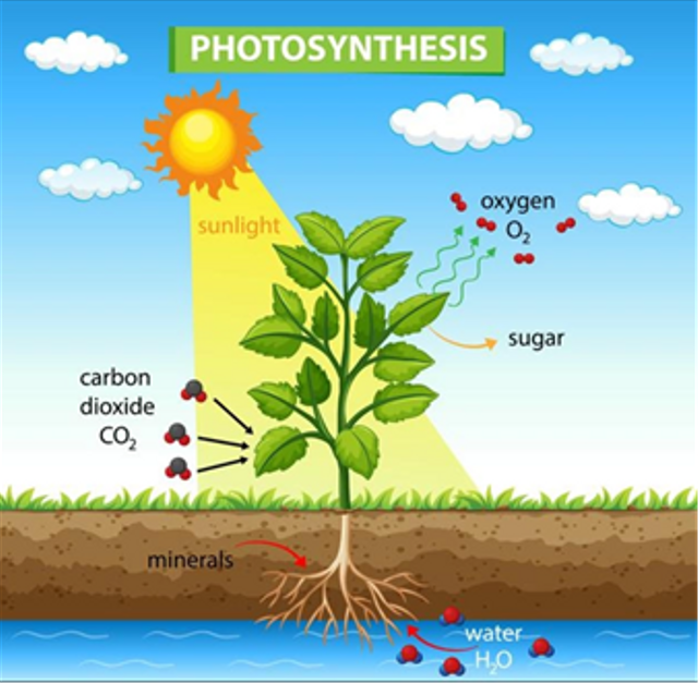 Bagaimana peran energi matahari dalam membantu proses fotosintesis