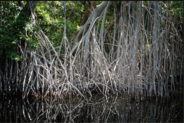 Ilustrasi akar pohon bakau yang melindungi dari terjangan ombak. https://www.freepik.com/