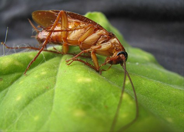 Perbedaan Antara Daur Hidup Katak dan Kecoa, Apa Saja Ya