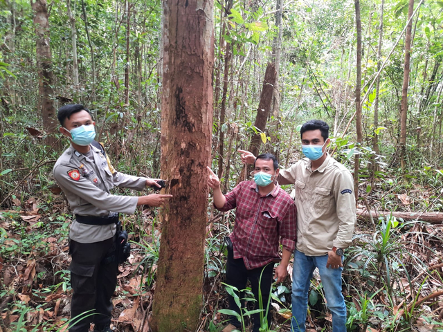 Bripka Aldo dan pengelola hutan Taman Kelempiau menunjuk bekas cakaran beruang madu di hutan Taman Kelempiau Sekadau. Foto: Dok. Istimewa