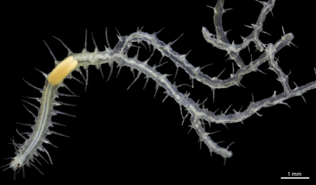 Ramisyllis multicaudata, hewan aneh yang punya ratusan pantat dengan mata dan otak. Struktur kuning adalah diferensiasi tabung pencernaan yang khas dari famili Syllidae. Foto: Ponz-Segrelles G, Glasby CJ, Helm C, et al. Integrative anatomical study of the branched annelid Ramisyllis multicaudata (Annelida, Syllidae). Journal of Morphology. 2021;1-17.