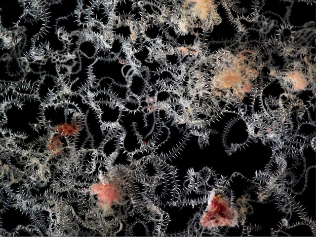 Bagian tubuh Ramisyllis multicaudata yang diangkat dari spons laut. Foto: Ponz-Segrelles G, Glasby CJ, Helm C, et al. Integrative anatomical study of the branched annelid Ramisyllis multicaudata (Annelida, Syllidae). Journal of Morphology. 2021;1-17.