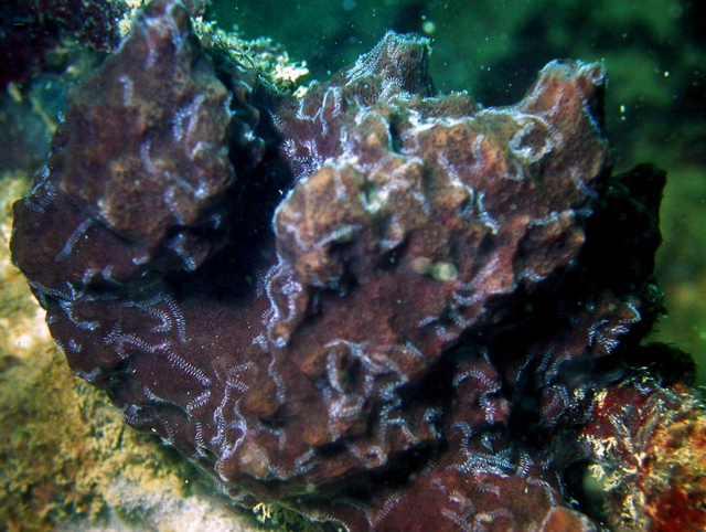 Spons laut tempat hidup Ramisyllis multicaudata. Foto: Ponz-Segrelles G, Glasby CJ, Helm C, et al. Integrative anatomical study of the branched annelid Ramisyllis multicaudata (Annelida, Syllidae). Journal of Morphology. 2021;1-17.