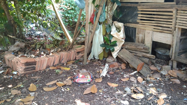 Warga Bandar Lampung Temukan Ular Sanca Berukuran 4 Meter Lahap Ayam Jago (2)