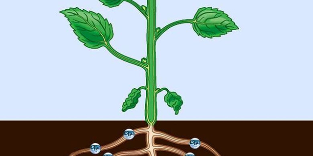 Ilustrasi mekanisme pengangkutan air dari akar ke daun. Foto: Archyworldys