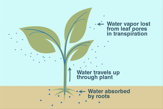 Air dan garam mineral dari dalam tanah masuk ke dalam akar melalui proses