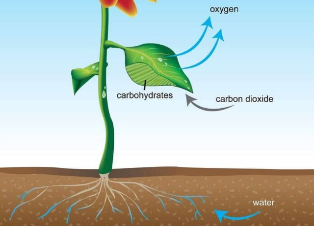 Bagaimana cara air yang diserap dari tanah dapat sampai ke daun paling atas