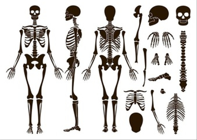 Menurut bentuknya, tulang tengkorak termasuk tulang