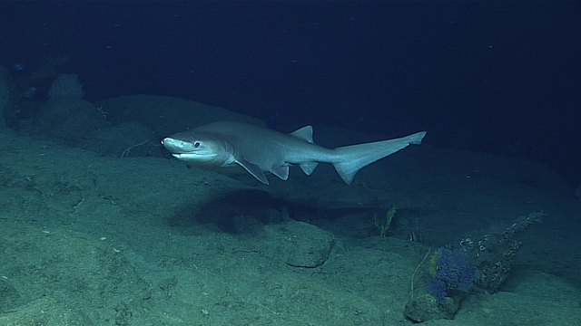 Hiu enam insang yang berenang di laut dalam. Foto: Wikimedia commons