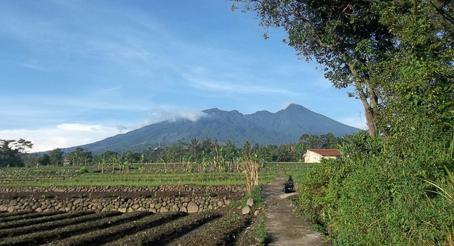 Misteri Kerajaan Kera di Gunung Salak Halimun (1279020)