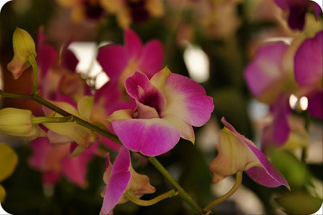 Anggrek adalah salah satu contoh bunga sempurna. Foto: Flickr