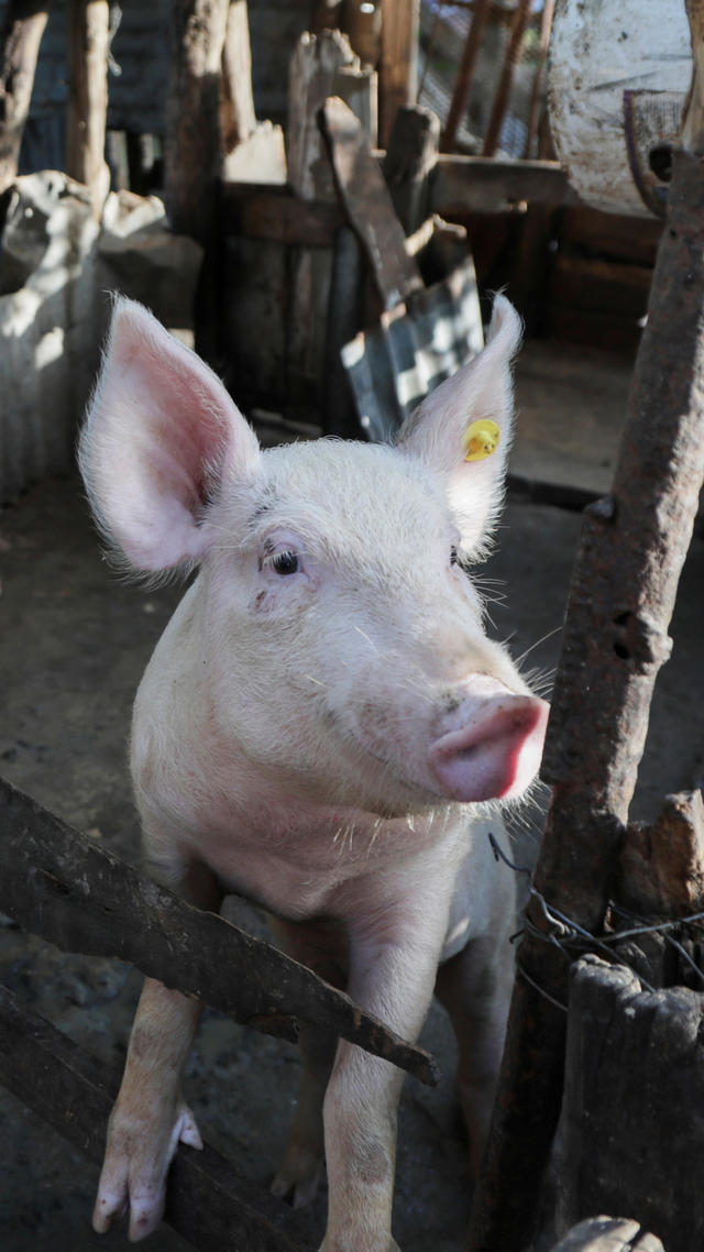 Seekor babi terlihat di kandangnya di sebuah peternakan di Canongo, Dajabon, Republik Dominika. Foto: Ricardo Rojas/REUTERS