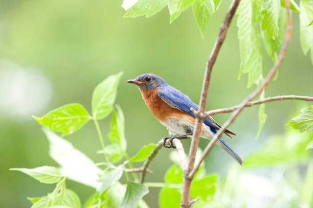 Ilustrasi burung. Foto: iStock