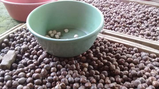 Gadis Bengkalis Ini Sukses Kembangkan Olahan Tepung dari Biji Pohon Karet (571882)