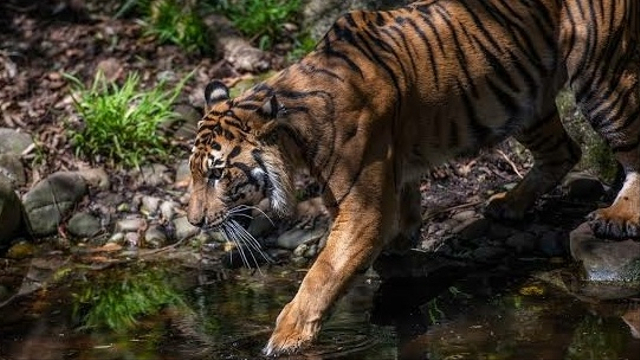 Video: Penampakan Harimau di Lokasi Pembangunan Jalan Samar Kilang, Bener Meriah (1038328)