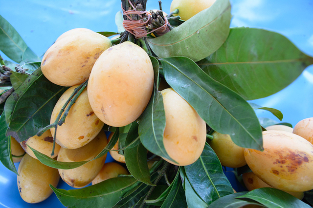 Pohon mangga merupakan tanaman yang dapat icangkok. Foto: Pixabay